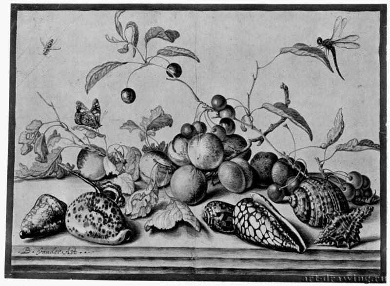 Натюрморт с фруктами и раковинами. 1625 - Перо, цветная отмывка, на бумаге 275 x 385 мм Британский музей Лондон