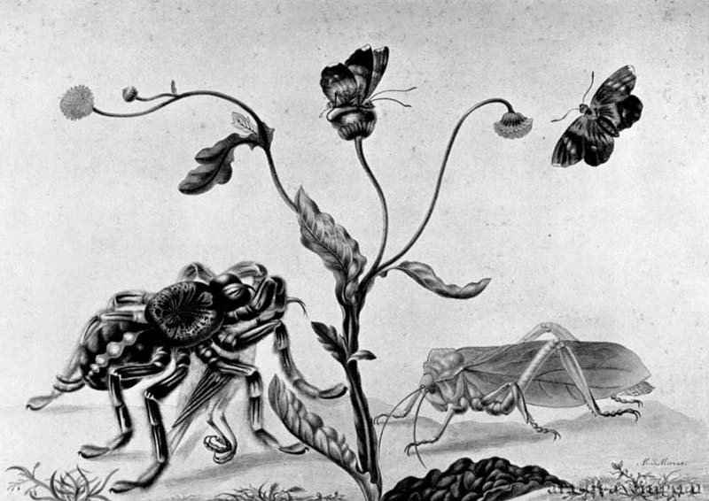 Лист с набросками растений и насекомых. 1696 - Кисть, краски, на бумаге 255 x 355 мм Университет, Кабинет графики Лейден
