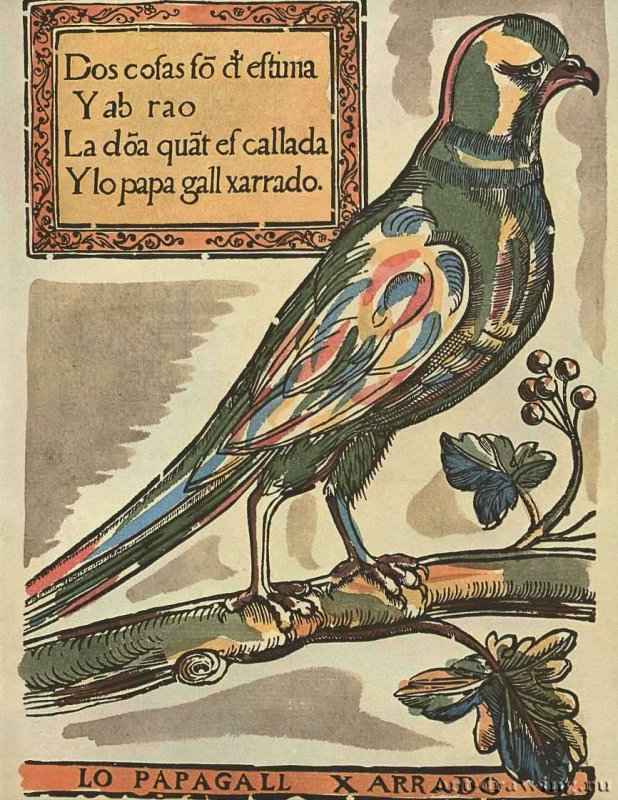 Попугай. 17 век - 327 х 235 мм. Раскрашенная ксилография. Барселона. Каталонская библиотека. Испания.