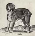 Собака. 1582-1585 - 156 х 122 мм. Резцовая гравюра на меди. Лондон. Британский музей, Отдел гравюры и рисунка. Италия.