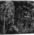 Лесной пейзаж. 1503-1504 - 161 х 204 мм. Кисть, гуашь, по черному грунту. Утрачен во время Второй мировой. Германия.