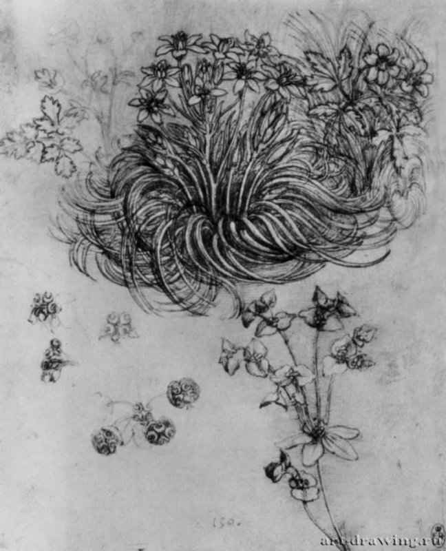 Цветущие растения. 1506 - 198 х 160 мм. Перо по рисунку красным мелом, на бумаге. Виндзорский замок. Королевская библиотека.