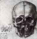 Анатомический рисунок черепа. 1490 - 19 x 13,7 см. Сангина, перо, по наброску черным мелом. Из собрания Ее величества королевы Елизаветы II.