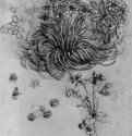 Цветущие растения. 1506 - 198 х 160 мм. Перо по рисунку красным мелом, на бумаге. Виндзорский замок. Королевская библиотека.