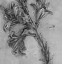 Лилия. 1479 - 278 х 155 мм. Перо, отмывка, поверх наброска черным мелом, на бумаге. Виндзорский замок. Королевская библиотека.