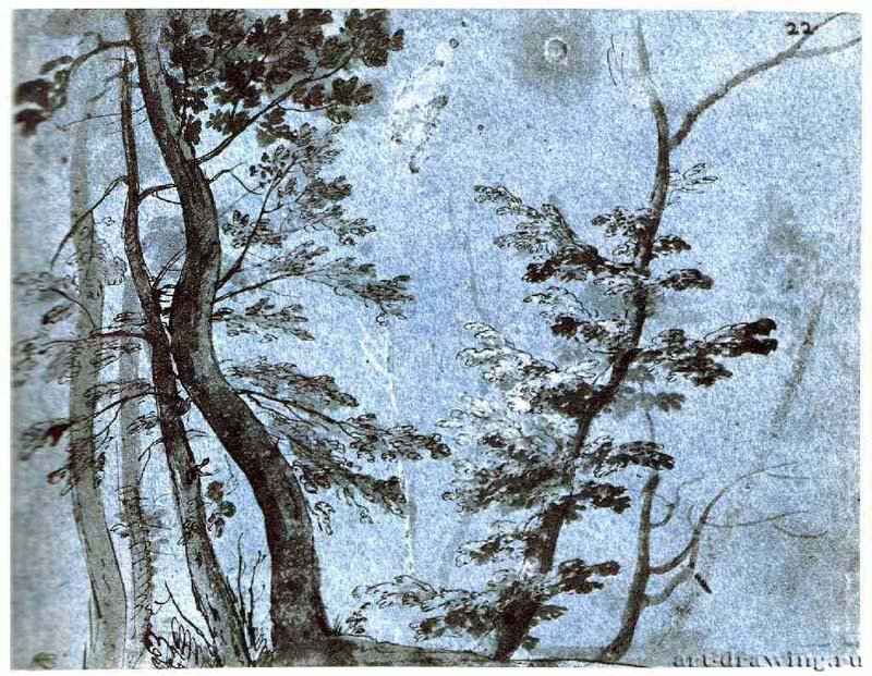 Деревья. 1640-1649 - 200 х 260 мм. Перо бистром, отмывка, на голубой бумаге. Нью-Йорк. Собрание Леман. Франция.