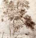Этюд деревьев. Вторая треть 17 века - 285 х 221 мм. Перо бистром, отмывка, белый мел, на бумаге. Виндзорский замок. Королевская библиотека. Франция.