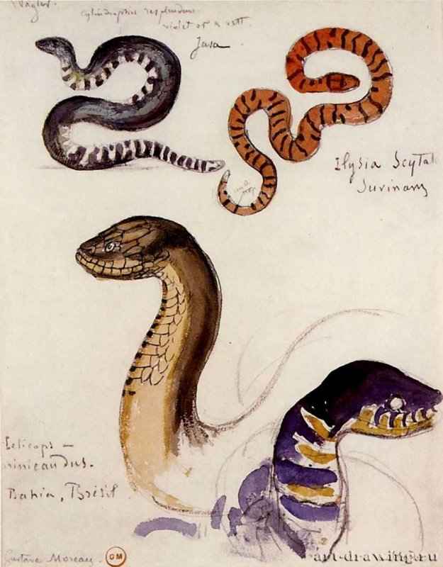 Четыря этюда змей - Акварель, уголь; 28,2 x 22 см. Париж. Музей Гюстава Моро. Франция.