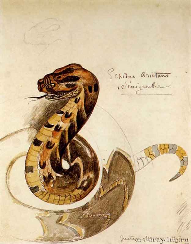 Этюд жалящей змеи (по Ваглеру) - Акварель, графит; 28,2 x 22,3 см. Париж. Лувр. Франция.