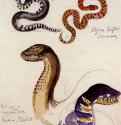 Четыря этюда змей - Акварель, уголь; 28,2 x 22 см. Париж. Музей Гюстава Моро. Франция.