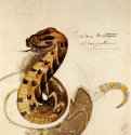 Этюд жалящей змеи (по Ваглеру) - Акварель, графит; 28,2 x 22,3 см. Париж. Лувр. Франция.