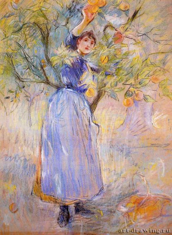 Сборщица апельсинов, 1889 г. - Пастель. Музей изобразительных искусств и истории. Прованс. Франция.