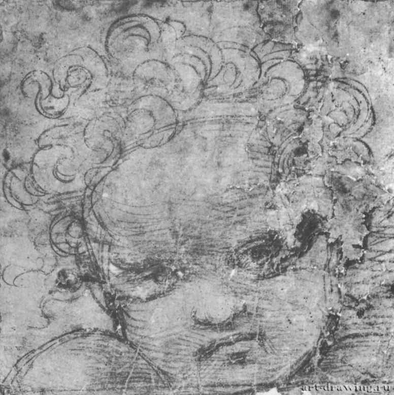 Голова путто. 1509 - 234 х 232 мм. Черный мел на бумаге, проколот по контурам для перевода. Лондон. Британский музей, Отдел гравюры и рисунка.
