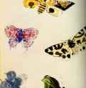 Бабочки - Акварель; 22 x 15 см. Частное собрание. Франция.