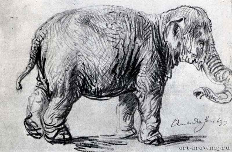 Слон. 1637 - Черный мел на бумаге 233 x 354 мм Альбертина Вена