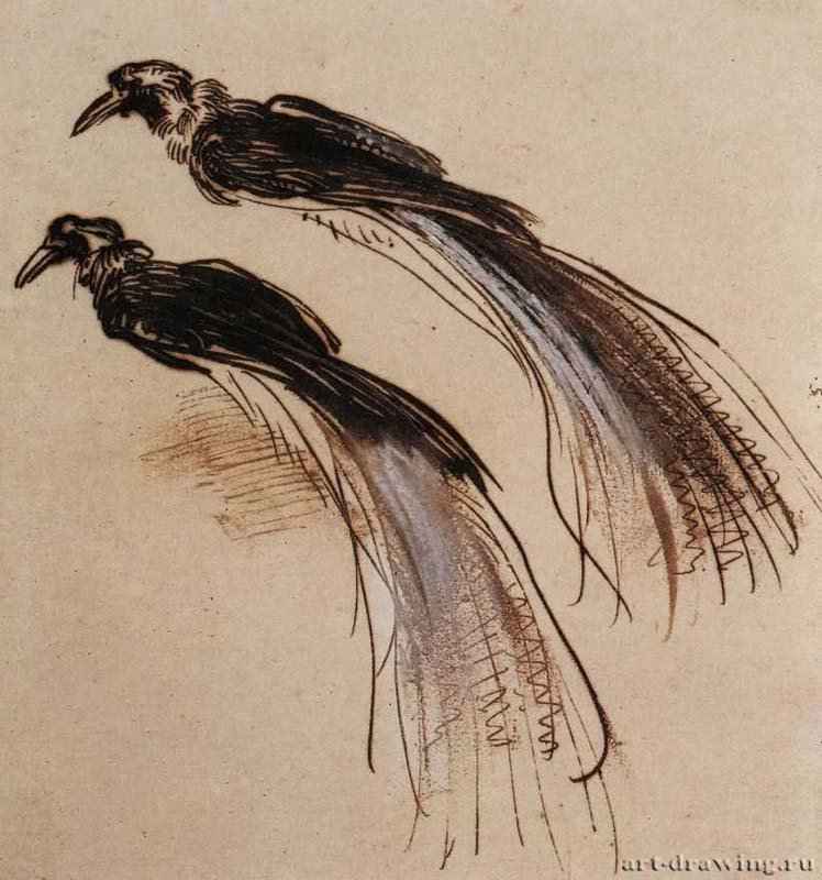 Две райские птицы. 1637-1640 - Перо, кисть, коричневая тушь, белила 18,1 x 15,1 Лувр Париж