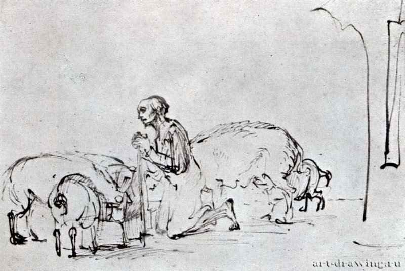 Блудный сын среди свиней. 1646-1650 - Перо коричневой тушью, на бумаге 159 x 235 мм Британский музей Лондон