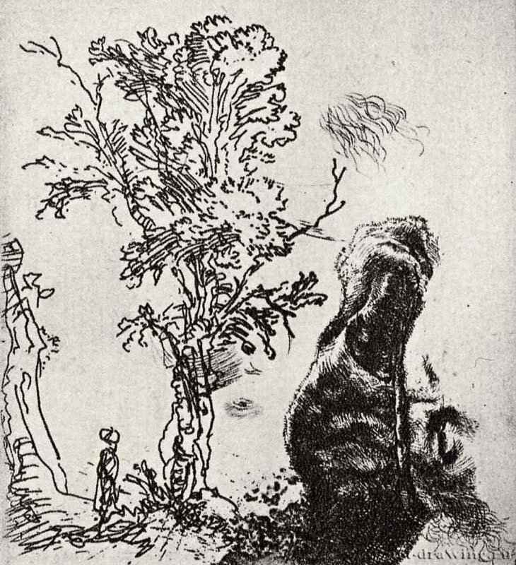 Лист с деревом и мужским портретом. 1638 - Офорт 78 x 67 мм Собрание Я. де Брёйна