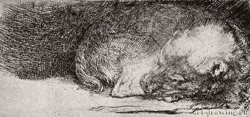 Спящая собака. 1640 - Офорт 40 x 81 мм Собрание Я. де Брёйна
