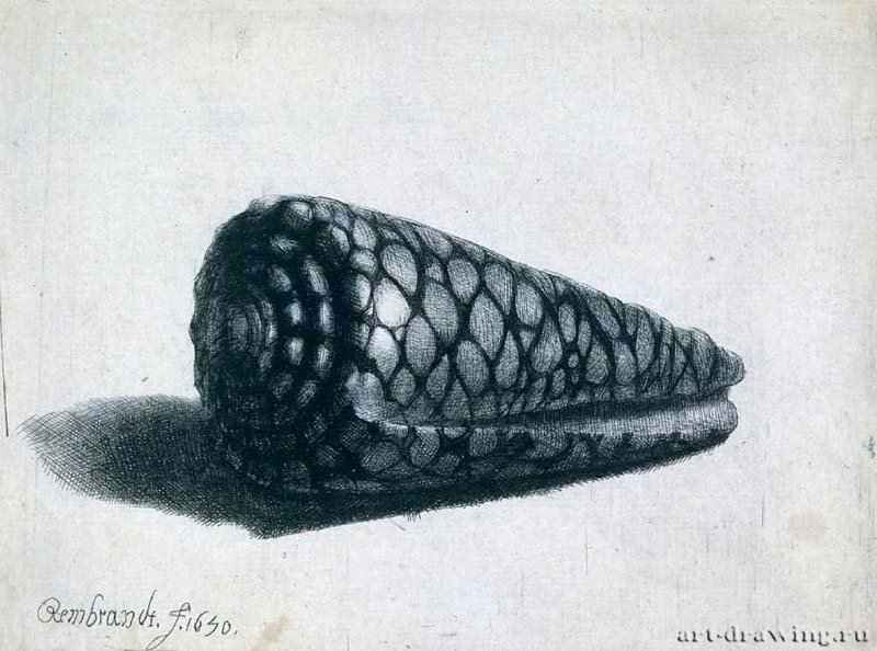 Раковина. 1650 - Гравюра 9,7 x 13,2 Риксмузеум Амстердам