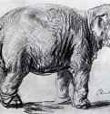 Слон. 1637 - Черный мел на бумаге 233 x 354 мм Альбертина Вена