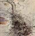 Дерево, оплетенное ежевикой. Первая половина 17 века - 352 х 298 мм. Перо коричневым тоном, поверх наброска черным мелом, сангина и голубой мел, на бумаге. Чатсворт (Дербишир). Девонширская коллекция. Фландрия.