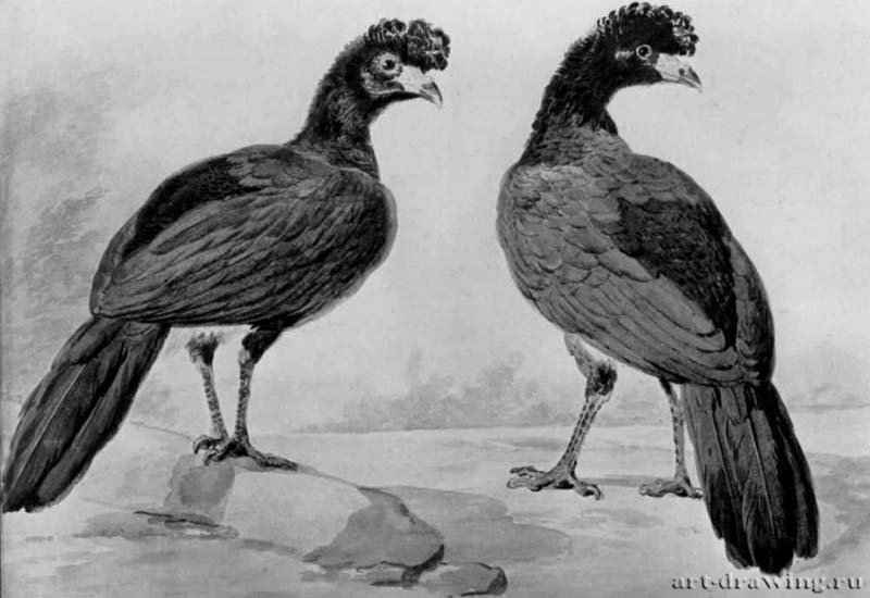 Два хохлатых павлина. 1754 - 264 х 377 мм Акварель Гаага Частное собрание Голландия