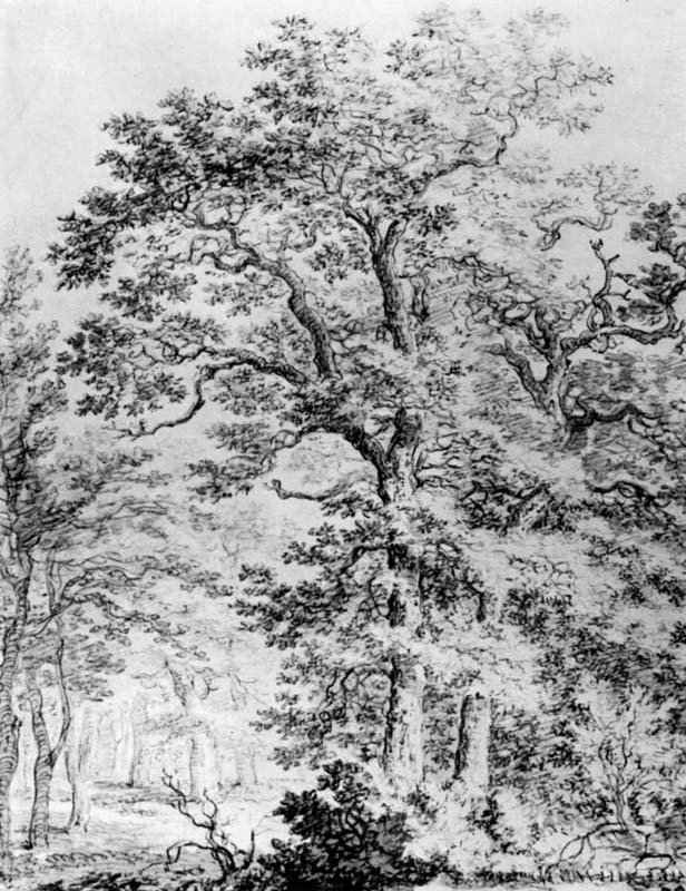 Лес в Доорвете. 1650 - Черный мел, отмывка коричневым тоном, на бумаге 330 x 390 мм Школа изящных искусств Париж