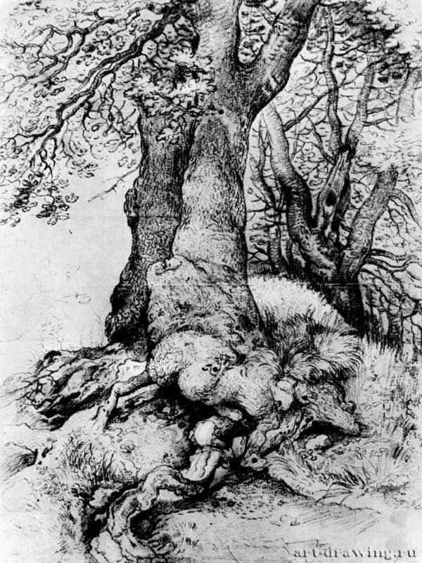 Этюд дерева. 1600 - Мел, отмывка, на коричневой бумаге. 482 x 371 мм. Собрание ван Регтерен Алтена. Амстердам.