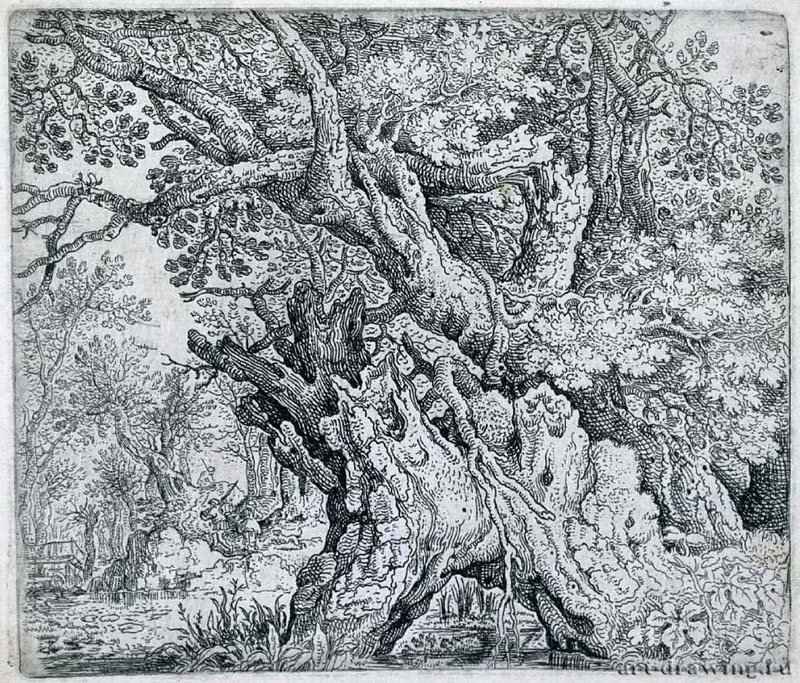 Деревья на болоте. 1605-1610 - Тушь, бумага. 12,4 x 14,5. Риксмузеум. Амстердам.