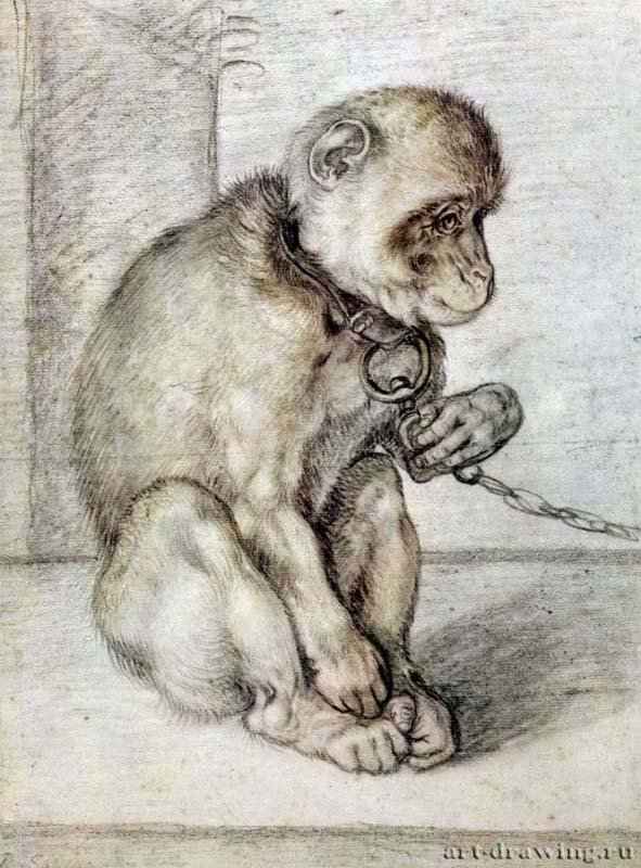 Молодая обезьяна. 1610 - Черный, красный и желтый мел, на бумаге. 406 x 300 мм. Риксмузеум. Амстердам.