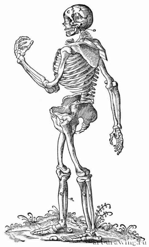 Иллюстрация к "Анатомии" Вальтера Херманна Риффа, Стоящий скелет, повернутый влево. 1541 - 220 х 130 мм. Ксилография. Германия.