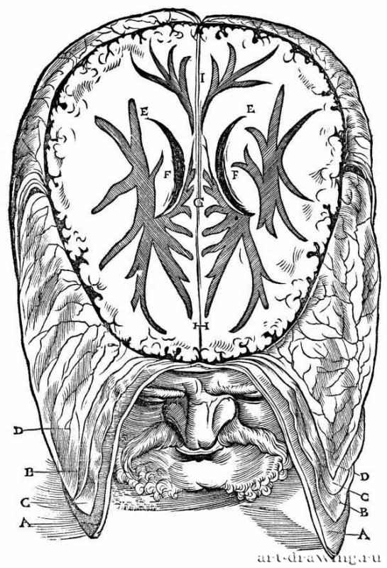 Иллюстрация к "Анатомии" Вальтера Херманна Риффа, Мужская голова со вскрытой полостью больших полушарий головного мозга. 1541 - 197 х 137 мм. Ксилография. Германия.