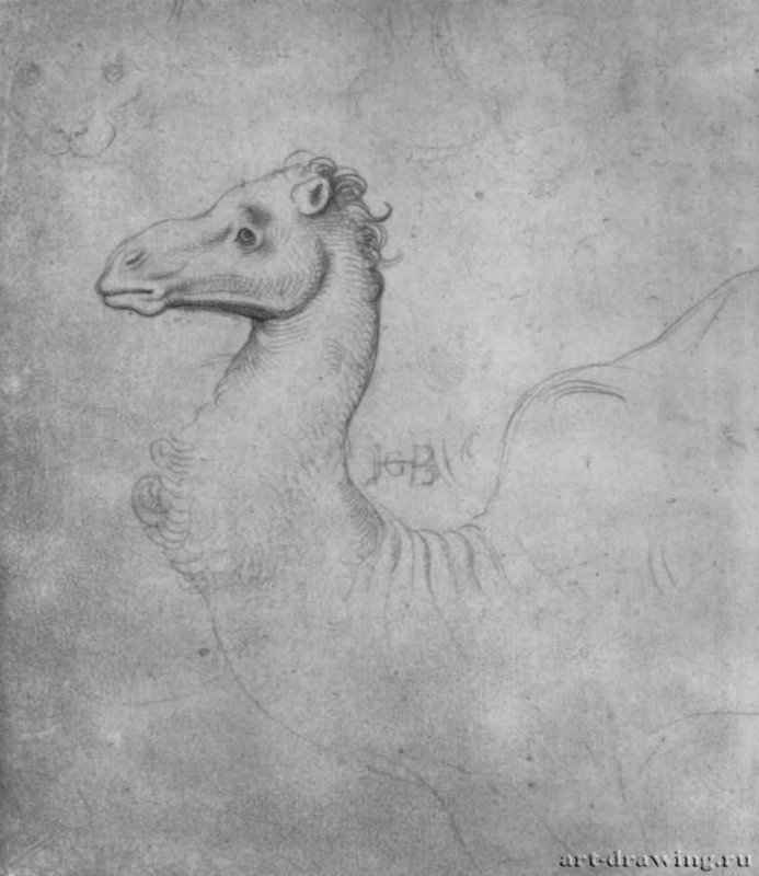 Голова верблюда. 1517-1545 - 165 х 150 мм. Серебряный штифт на бумаге. Карлсруэ. Кунстхалле, Гравюрный кабинет. Германия.