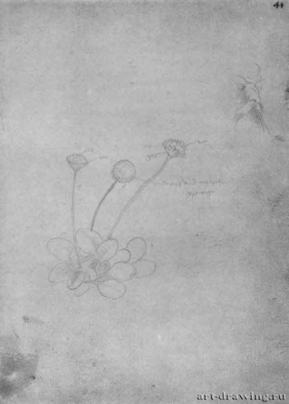 Маргаритка. 1517-1545 - 205 х 151 мм. Серебряный штифт на бумаге. Карлсруэ. Кунстхалле, Гравюрный кабинет. Германия.