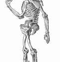 Иллюстрация к "Анатомии" Вальтера Херманна Риффа, Стоящий скелет, повернутый влево. 1541 - 220 х 130 мм. Ксилография. Германия.