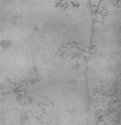 Водосбор, стебель с цветком. 1517-1545 - 205 х 151 мм. Серебряный штифт, на бумаге. Карлсруэ. Кунстхалле, Гравюрный кабинет. Германия.
