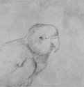 Птица. 1517-1545 - 205 х 151 мм. Серебряный штифт на бумаге. Карлсруэ. Кунстхалле, Гравюрный кабинет. Германия.