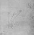 Маргаритка. 1517-1545 - 205 х 151 мм. Серебряный штифт на бумаге. Карлсруэ. Кунстхалле, Гравюрный кабинет. Германия.