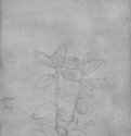 Мята. 1517-1545 - 205 х 151 мм. Серебряный штифт на бумаге. Карлсруэ. Кунстхалле, Гравюрный кабинет. Германия.