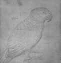 Попугай, сидящий на перекладине. 1517-1545 - 205 х 151 мм. Серебряный штифт на бумаге. Карлсруэ. Кунстхалле, Гравюрный кабинет. Германия.