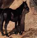Чёрная лошадь на солнце. 1880-1885 - 24,5 x 34 смДеревоРеализмИталияМилан. Собрание Юккера