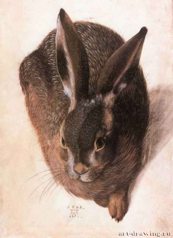Заяц, 1528 г. - Акварель, гуашь, ткань; 32,5 x 25,6 см. Берлин. Государственные музеи. Германия.