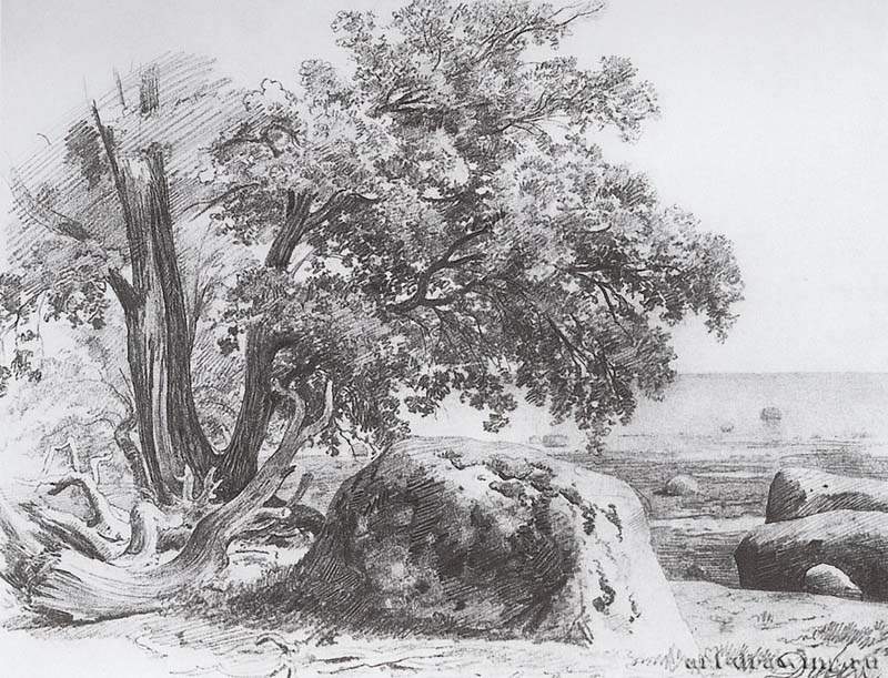 Дуб на берегу Финского залива. 1857 - 23,8 х 30,7