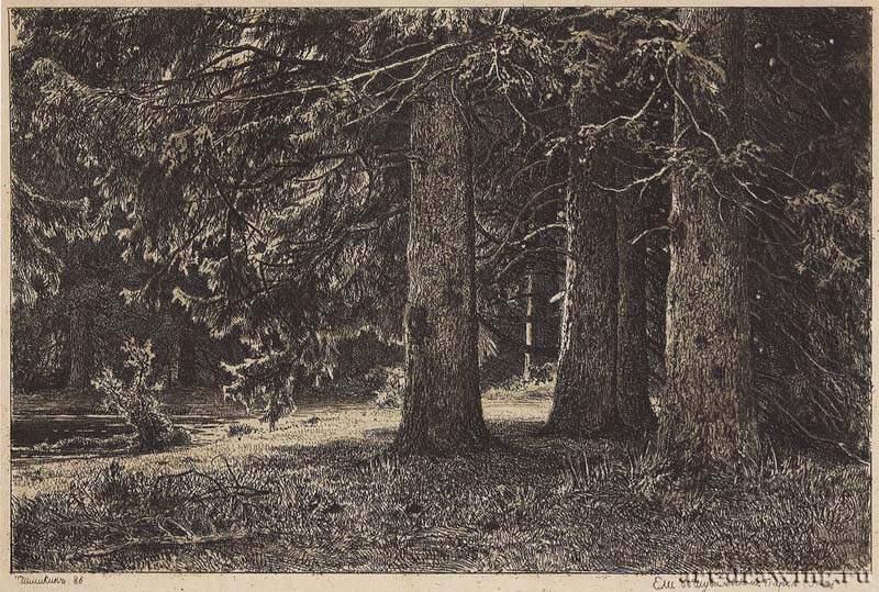 Ели, в Шуваловском парке. 1886 - 23,3 х 33,2