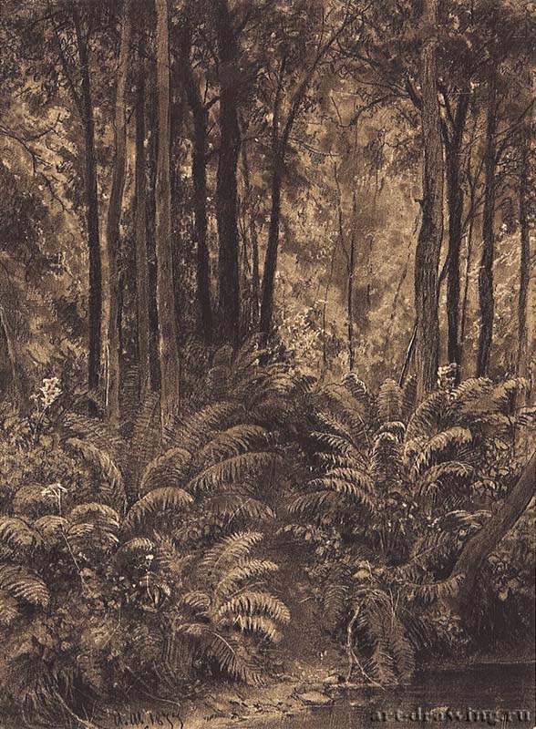 Папоротники в лесу. 1877 - 28,4 х 21