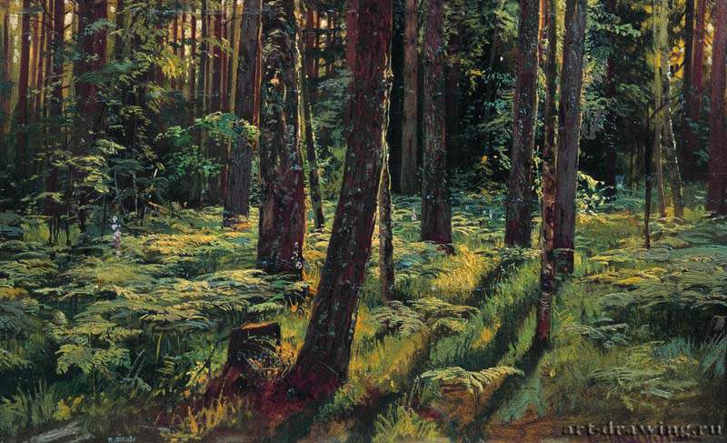 Папоротники в лесу. Сиверская. 1883 - 36,2 х 59.6