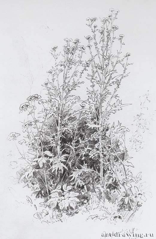 Полевые цветы. 1884 - 45 х 29