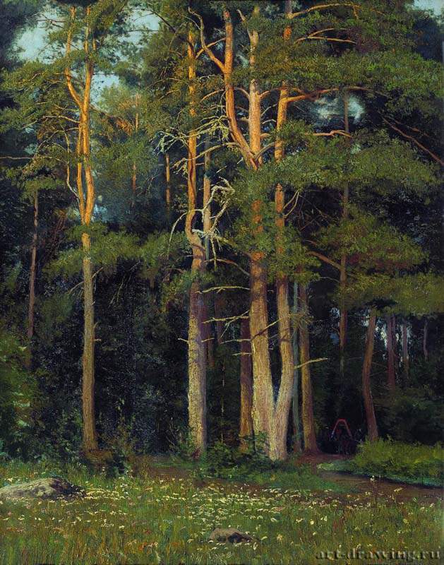 Сосновый бор у Лигова. 1895 - 106,4 х 73