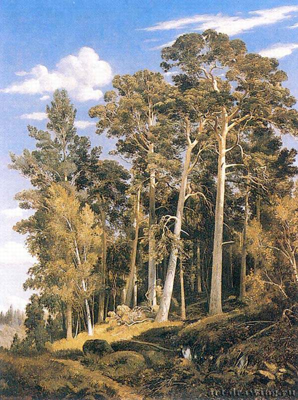 Сосновый лес. 1866 - 91 х 70